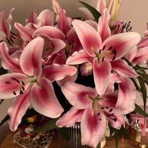 Lily Grace (Bunga lili tunggal)