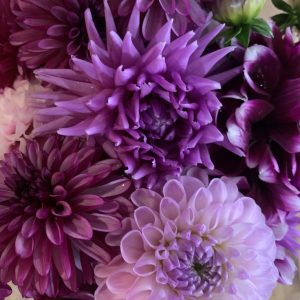 Velvet Dahlia  (dahlia besar bertekstur mewah)