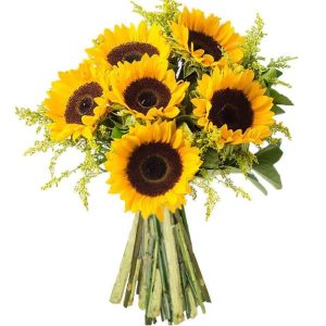 Sunlight Glow – Bunga matahari tunggal