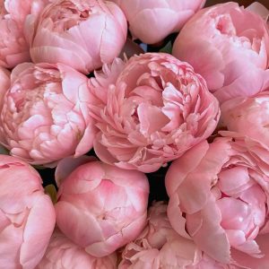 Mystic Peony  (peony dengan warna lembut dan elegan)