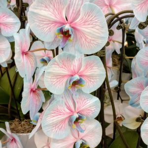 Enchanted Orchid ( anggrek eksotis yang menawan)